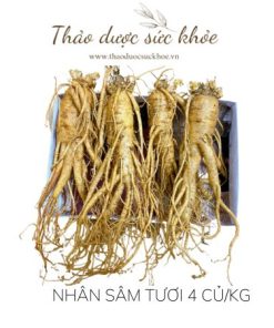 sâm củ tươi