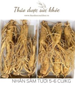Sâm Tươi Hàn Quốc 6 Năm Tuổi – Củ To, Rễ Đẹp, Nhập Khẩu Chính Hãng